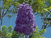 Jacaranda: Jacaranda mimosifolia