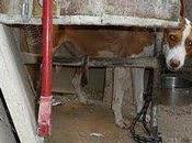 Otra petición ayuda desesperada (Córdoba)