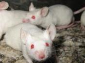 olor miedo: Cómo roedores detectan peligros