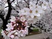 Sakura, nadie.