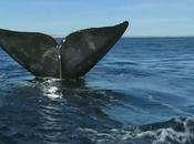 maravilloso espectáculo Ballena franca llegando Península Valdés patagonia argentina.