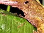 Gecko Crestado