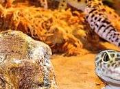 Arena terrario Gecko Leopardo