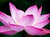 Remdesivir retroviral) muestra éxito gran ensayo COVID-19. (investigación)