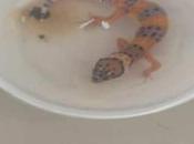 PROFEPA asegura geckos Aeropuerto Ponciano Arriaga