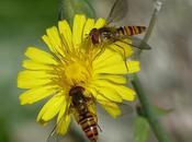 pequeña migración masiva