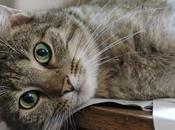 sientes poco productivo causa confinamiento? «síndrome cabaña» otras causas