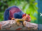 Ardilla multicolor recorre bosques India