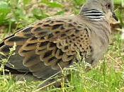 Tórtolas europeas pajarillos laredo