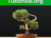 tubonsai.org inaugura estupenda selección Bonsais herramientas