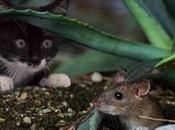 Adopción gatos buenos para cazar ratas