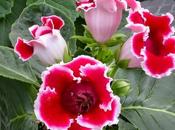 belleza Gloxinia!!! 🌺🌺🌺