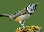 Herrerillo capuchino Parus cristatus