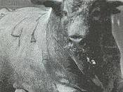 Toros