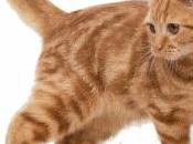 episodio gato Ámsterdam