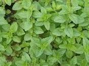 oregano