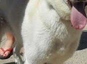 Dakota sacrificar. URGENTE!!!