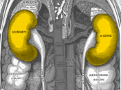 riñón principal fuente hormona retrasa envejecimiento