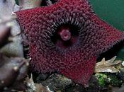 Huernia pendurata