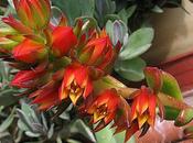 Echeveria Glaz'