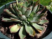 Echeveria pulidonis