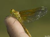 libélula mano