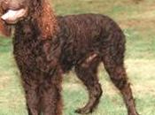American Water Spaniel