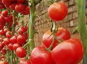 tomate