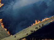 incendio Marsh