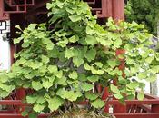 Ginkgo Biloba como Bonsai. Tipos cuidados