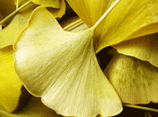 ¿Podemos usar Ginkgo Biloba para tratamiento glaucoma?