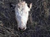 Cuatreros "carnearon" vacas preñadas Zaina Yegua