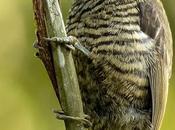 Carpinterito cuello canela (Ochre-collared Piculet) Picumnus temminckii