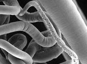 Vinculan infección parasitaria microbioma intestinal