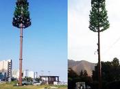 ¿Por antenas telecomunicaciones mimetizadas como árboles país?