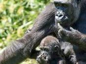 Triste vuelta ‘nueva realidad’ Bioparc Valencia