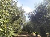 Alianza entre Vytrus Biotech IRTA para investigación preservación olivo Cataluña