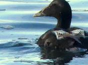 Eclipse total eider común