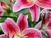 4.244 preciosos versos...