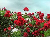 Rosas espino