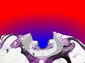 ¿Cuánto oxígeno necesita Cerebro?