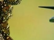 colibrí robótico captura impresionantes imágenes medio billón mariposas monarca