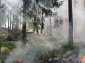 Causas consecuencias incendios forestales