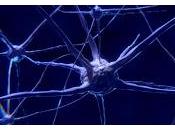 Suprimir ciertas Proteínas Cerebrales frenaria Alzheimer esquizofrenia