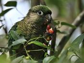 Chiripepés Botánico