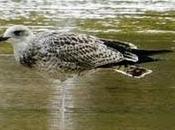 Primer juvenil gaviota patiamarilla