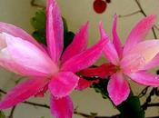 Disocactus phyllanthoides syn. Nopalxochia