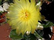 Astrophytum ornatum