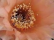 Echinopsis