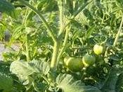 Plantar esquejes tomateras